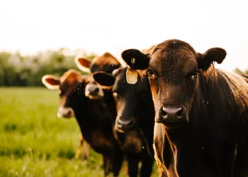 852 cattle slaughtered to combat spread of diseases