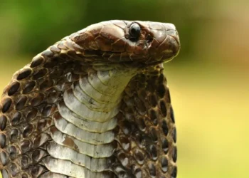 Man bites snake to de@th
