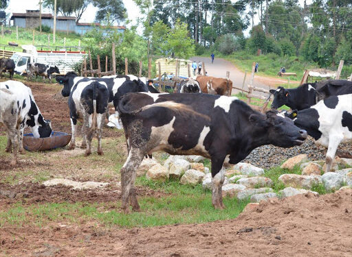 Rustlers wreak havoc in Mhondoro