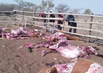 Three men receive nine-year sentence for cattle th3ft