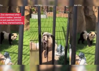 VIDEO: Chinese Zoo exposed for using painted dogs as pandas to trick customers