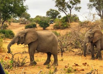 Tsholotsho villagers struggle with elephant invasions
