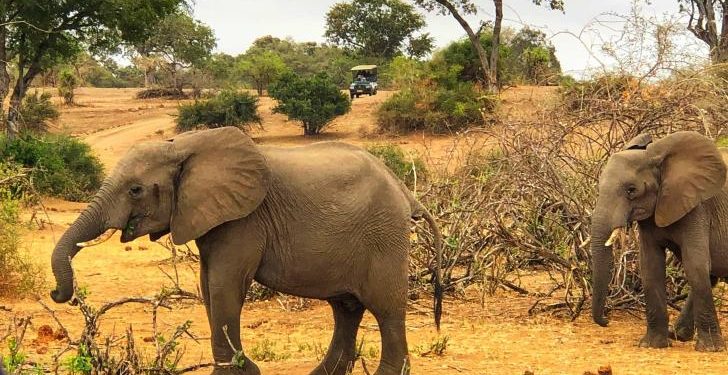 Tsholotsho villagers struggle with elephant invasions