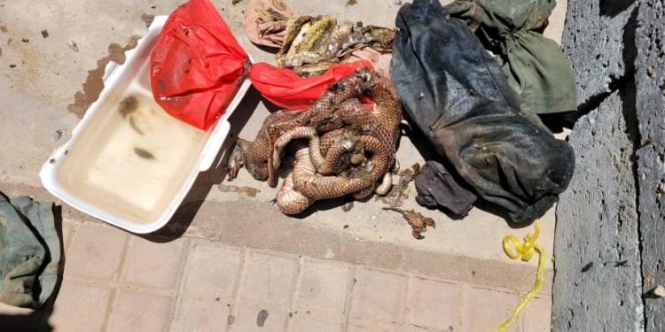 Man smuggles tortoises, de@d snakes, and scorpions into Zambia