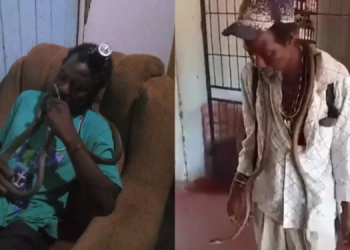 Watch :  Zim traditional healer stuns bar patrons with black mamba ‘pet’