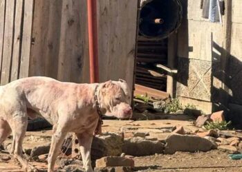 Pit Bull Pandemonium- Calls for Breed Ban After Gruesome Attack