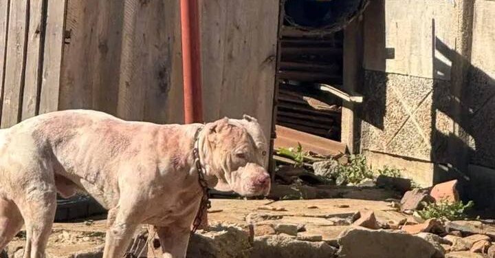 Pit Bull Pandemonium- Calls for Breed Ban After Gruesome Attack