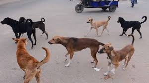 Dogs Caught Feasting on New Born Baby
